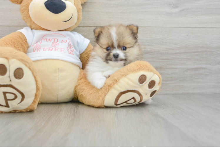 Pomeranian Pup Being Cute