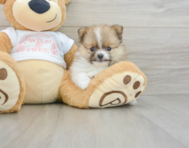 7 week old Pomeranian Puppy For Sale - Florida Fur Babies