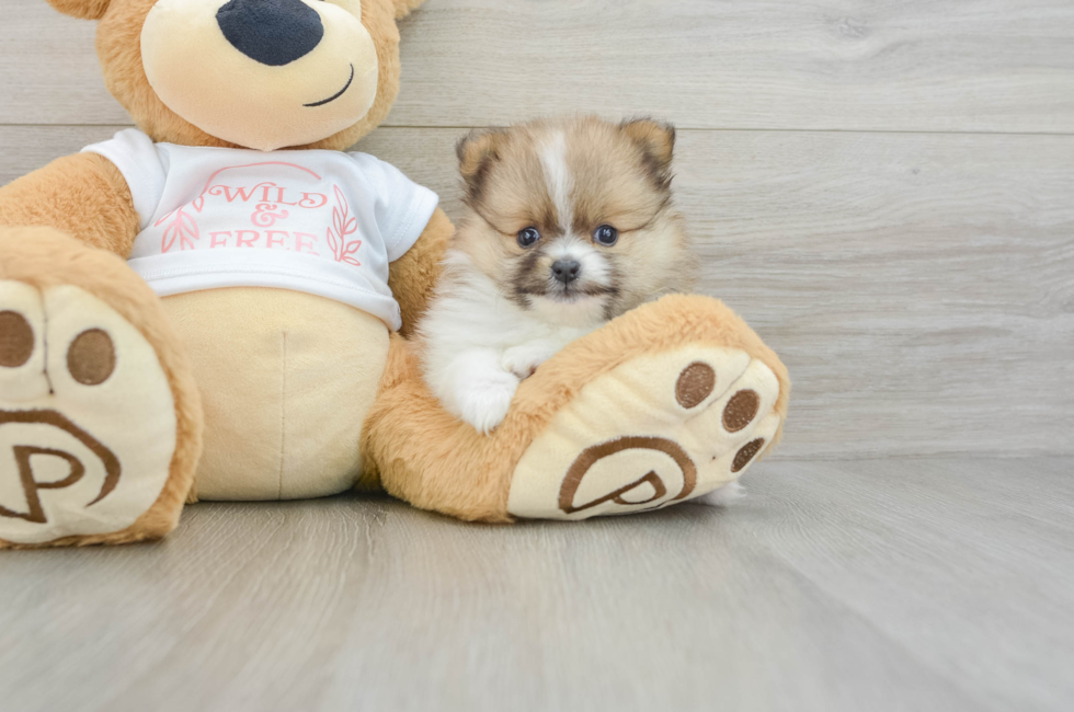 5 week old Pomeranian Puppy For Sale - Florida Fur Babies