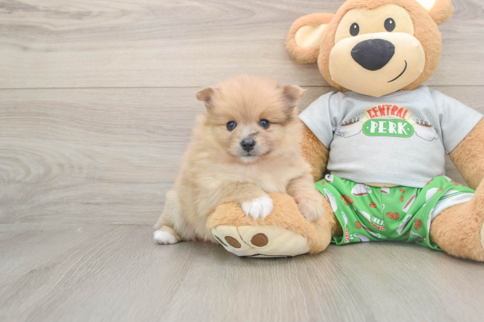 Best Pomeranian Baby