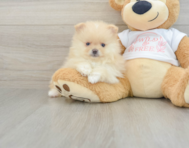 7 week old Pomeranian Puppy For Sale - Florida Fur Babies