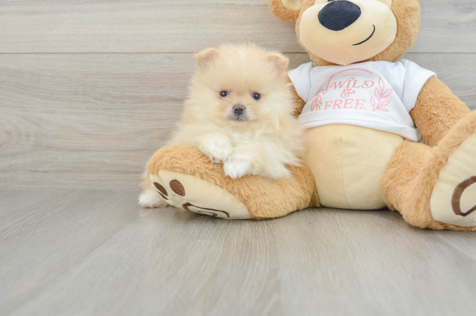 5 week old Pomeranian Puppy For Sale - Florida Fur Babies