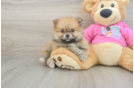 Pomeranian Puppy for Adoption