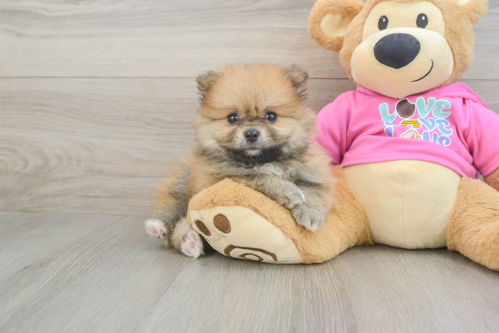 Pomeranian Puppy for Adoption
