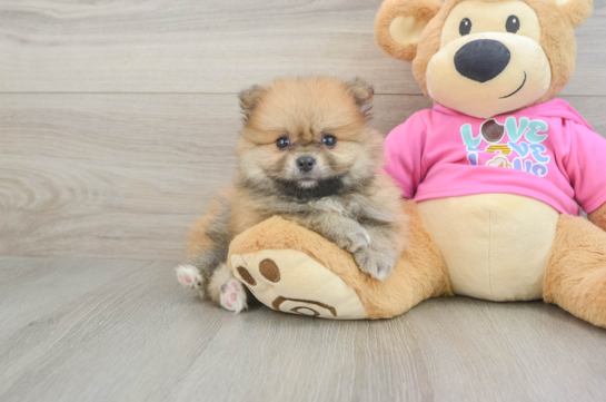 Pomeranian Puppy for Adoption