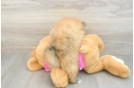Petite Loulou Purebred Puppy