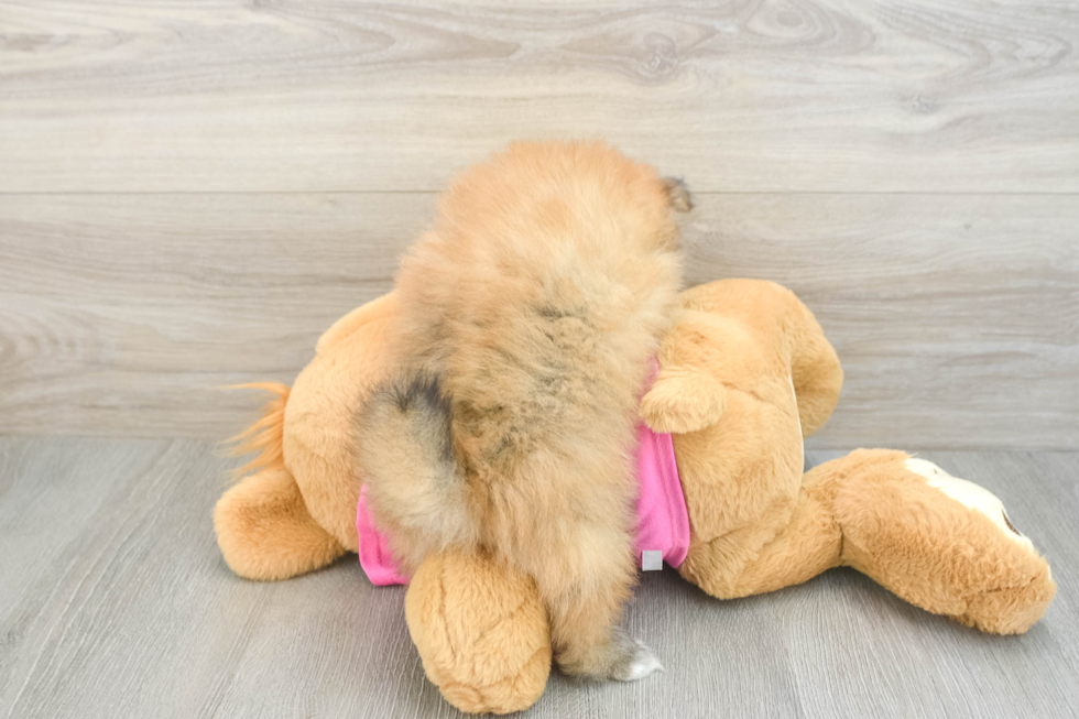 Petite Loulou Purebred Puppy