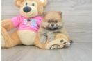 Best Pomeranian Baby