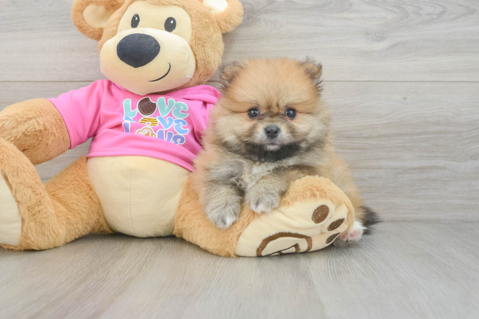 Best Pomeranian Baby