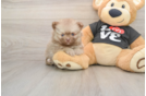 Best Pomeranian Baby