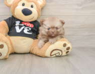 10 week old Pomeranian Puppy For Sale - Florida Fur Babies