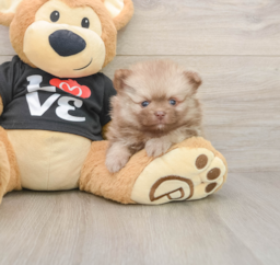 11 week old Pomeranian Puppy For Sale - Florida Fur Babies