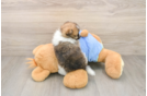 Best Pomeranian Baby