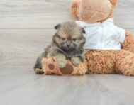 12 week old Pomeranian Puppy For Sale - Florida Fur Babies