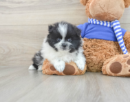 8 week old Pomeranian Puppy For Sale - Florida Fur Babies