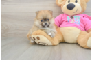 Pomeranian Pup Being Cute