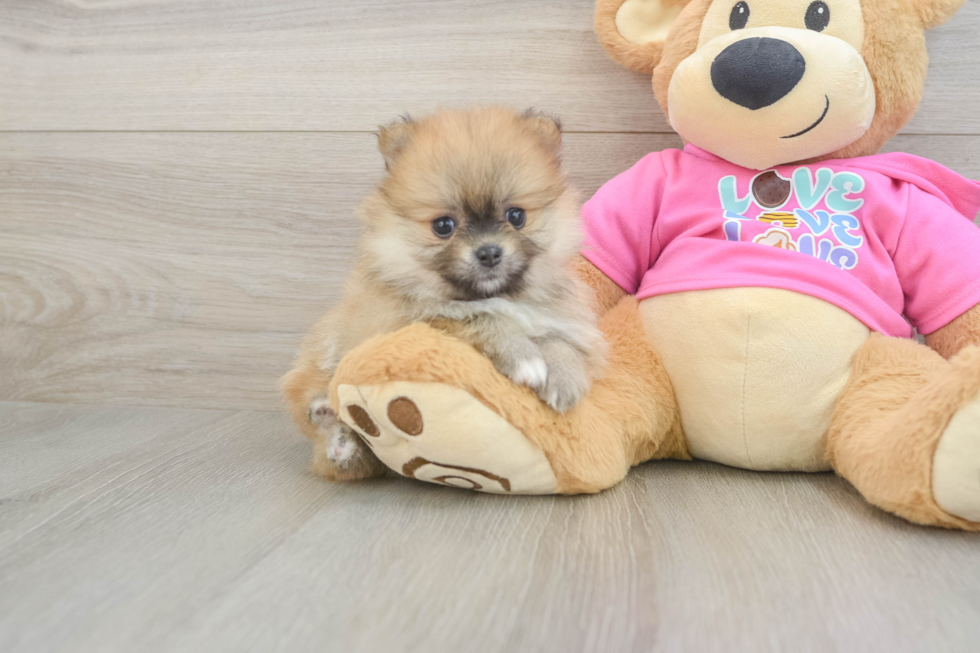 Pomeranian Pup Being Cute