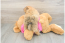 Akc Registered Pomeranian Purebred Pup