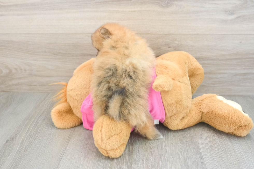 Akc Registered Pomeranian Purebred Pup