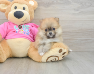 7 week old Pomeranian Puppy For Sale - Florida Fur Babies