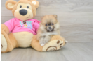 Popular Pomeranian Baby