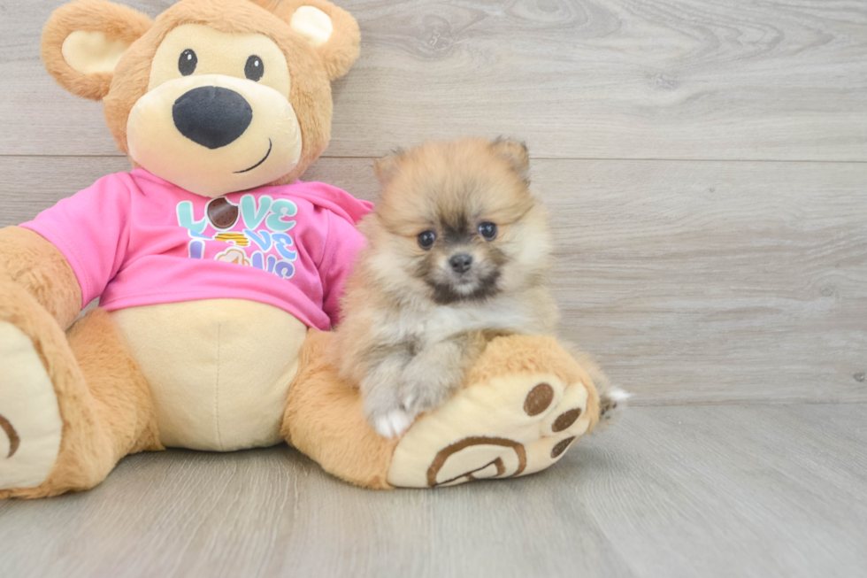 Popular Pomeranian Baby