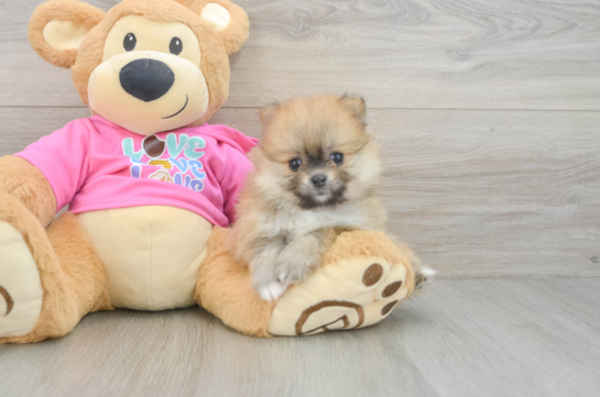 Popular Pomeranian Baby