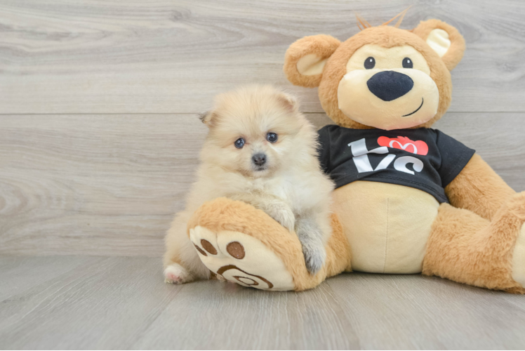 Pomeranian Puppy for Adoption