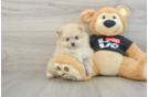 Pomeranian Puppy for Adoption