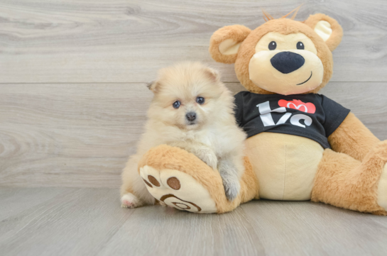 Pomeranian Puppy for Adoption