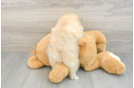 Best Pomeranian Baby