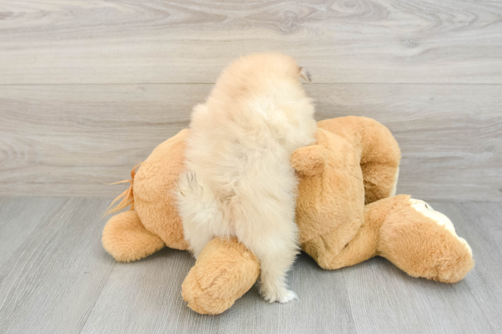 Best Pomeranian Baby