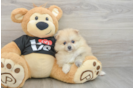 Pomeranian Puppy for Adoption