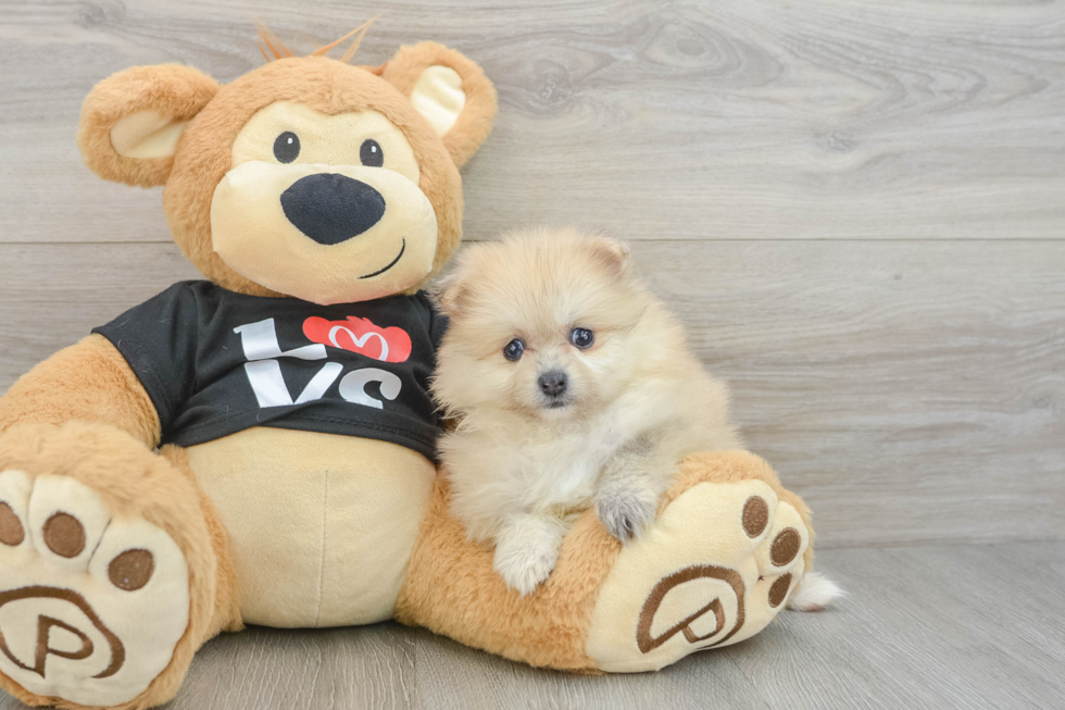 Pomeranian Puppy for Adoption