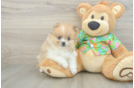 Pomeranian Puppy for Adoption