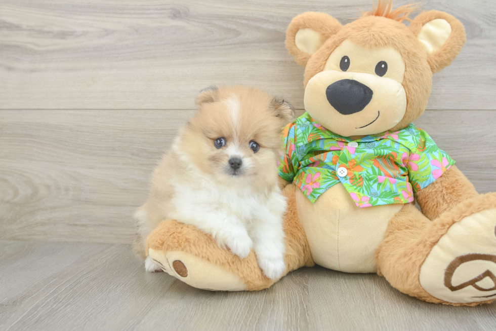 Pomeranian Puppy for Adoption