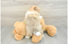 Best Pomeranian Baby