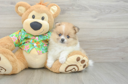 Friendly Pomeranian Baby