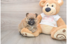Pomeranian Puppy for Adoption