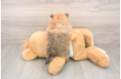 Small Pomeranian Purebred Pup
