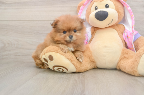 Pomeranian Pup Being Cute