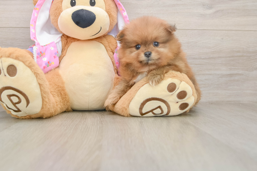 Best Pomeranian Baby