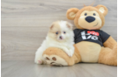 Happy Pom Dog Purebred Puppy