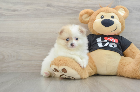 Happy Pom Dog Purebred Puppy