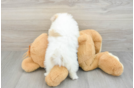Akc Registered Pomeranian Purebred Pup