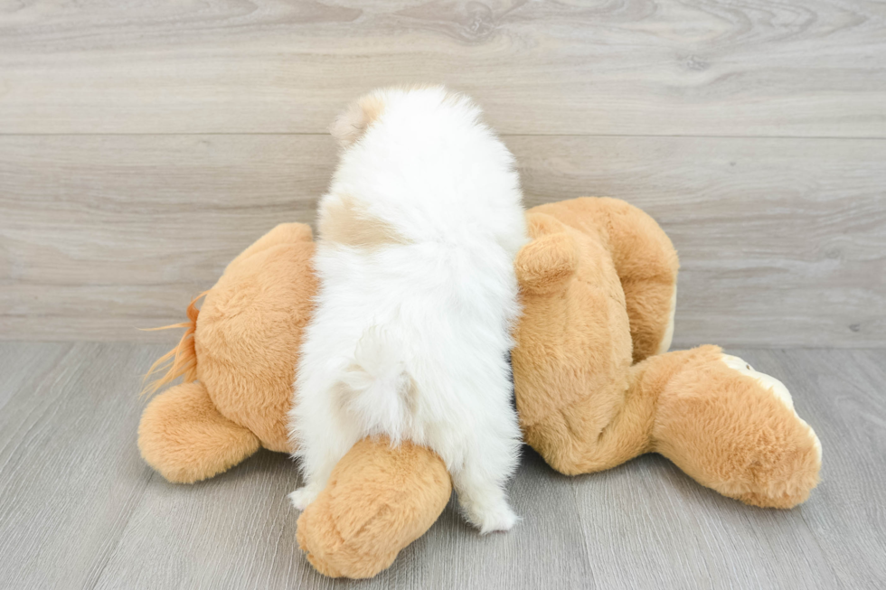 Akc Registered Pomeranian Purebred Pup