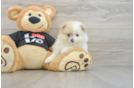 Adorable Pom Purebred Puppy