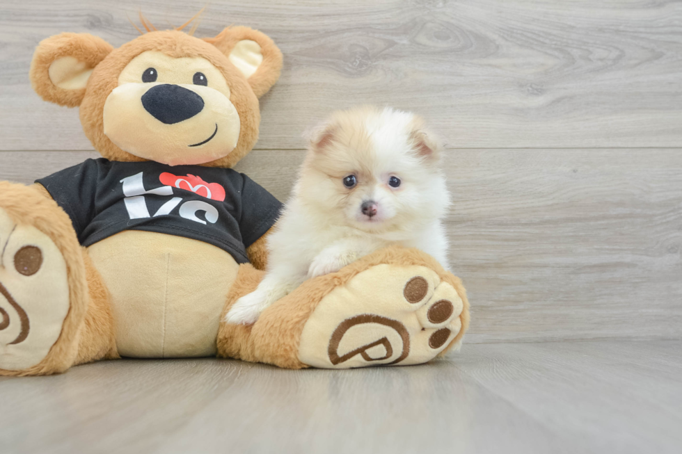 Adorable Pom Purebred Puppy