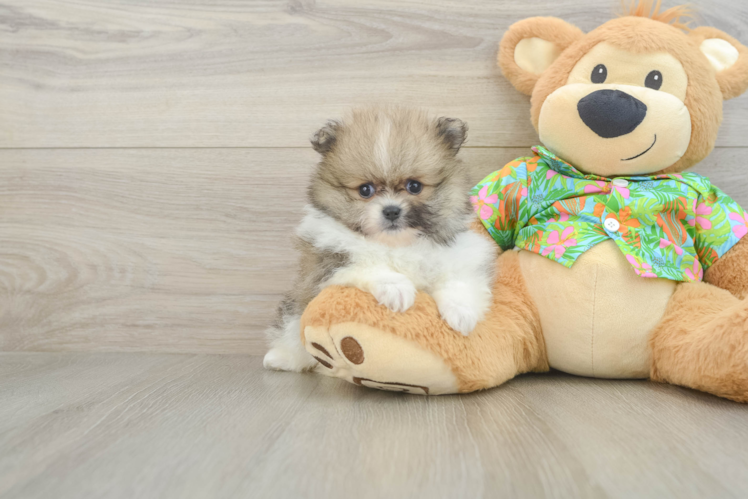 Playful Pomeranian Baby