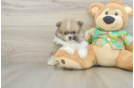 Playful Pomeranian Baby